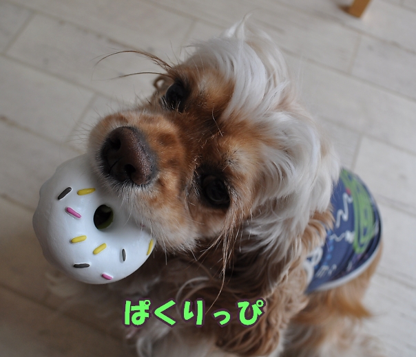 つかの間、日常のひめポチ_b0067012_10165959.jpg