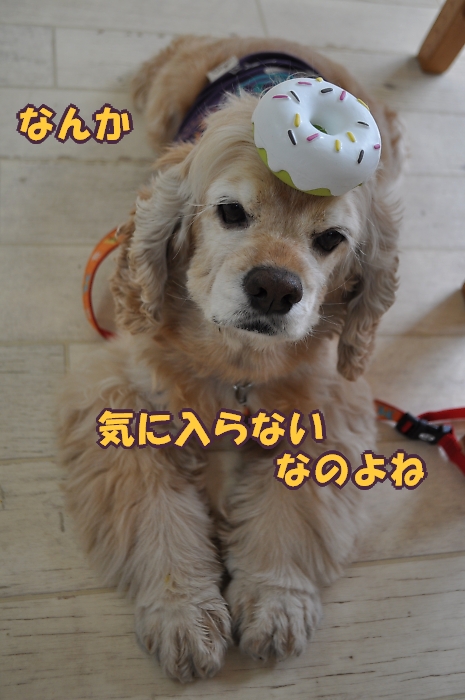 つかの間、日常のひめポチ_b0067012_10201634.jpg