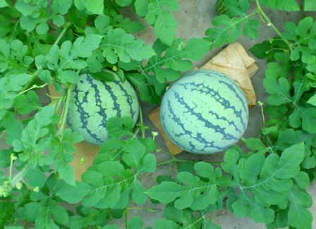 c0166720_9213690.jpg