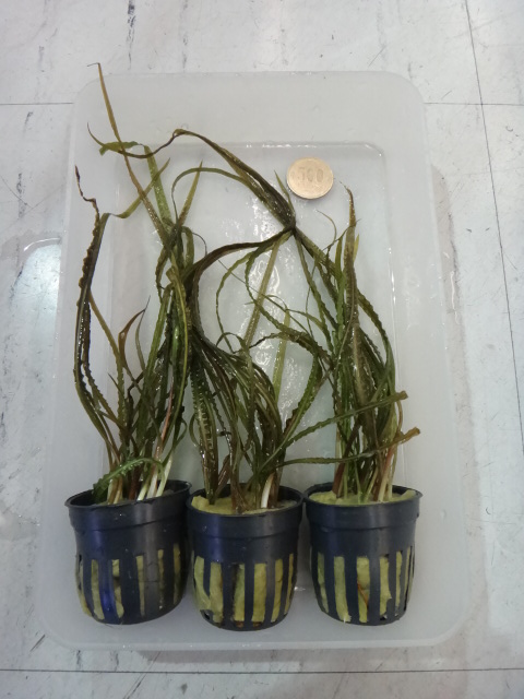 熱帯魚・水草・金魚_f0189122_13102337.jpg