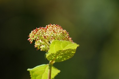 澄川サニー公園_f0170524_19215249.jpg