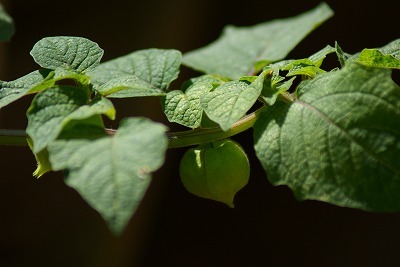 f0170524_19225860.jpg