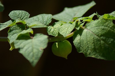 澄川サニー公園_f0170524_19225860.jpg