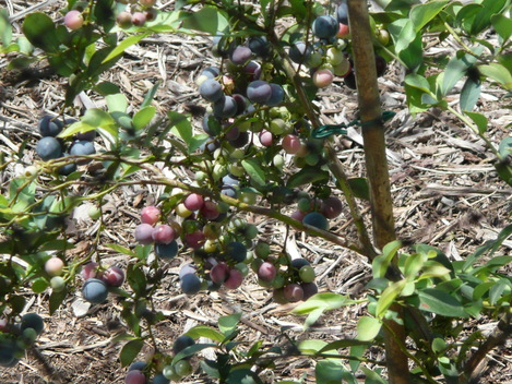 c0009528_23204224.jpg
