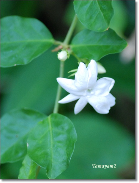 茉莉花のこと yamyam町一丁目 茉莉花のこと yamyam町一丁目