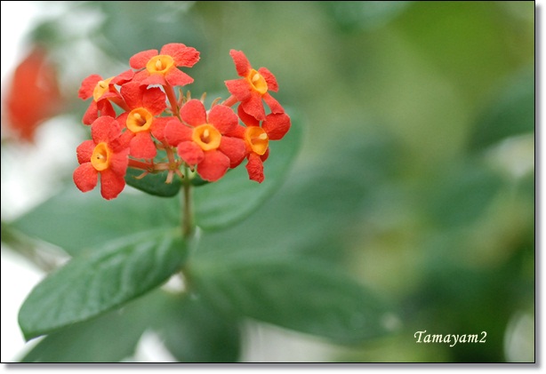 茉莉花のこと ｙａｍｙａｍ町一丁目