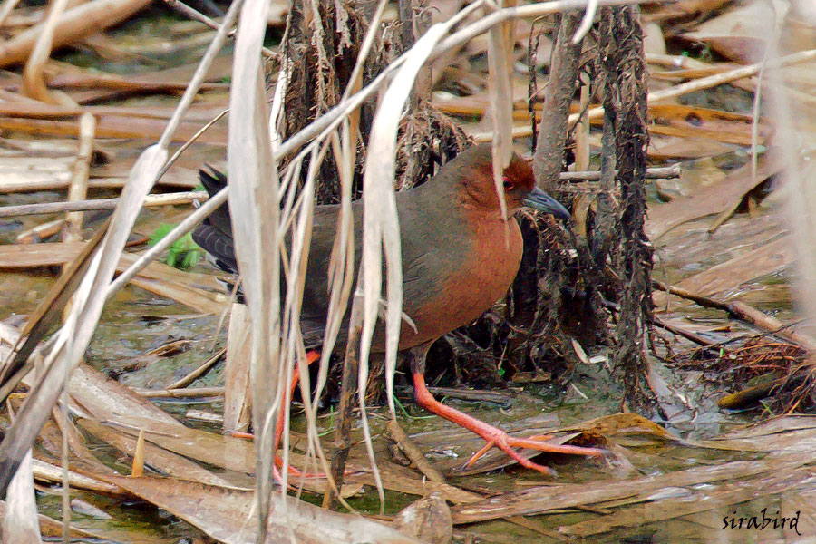 ヒクイナ（夏鳥　緋水鶏、全長約23㎝）_d0238245_1581822.jpg