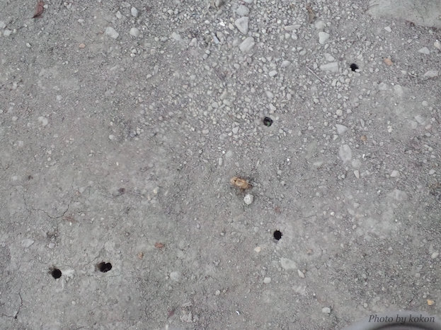 e0156649_21123031.jpg