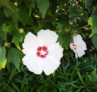 続・「長良川河口堰検証」 8月2日_f0197754_18225823.jpg