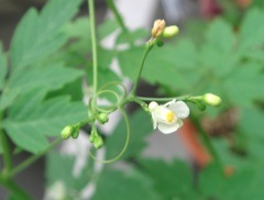b0087556_14361655.jpg