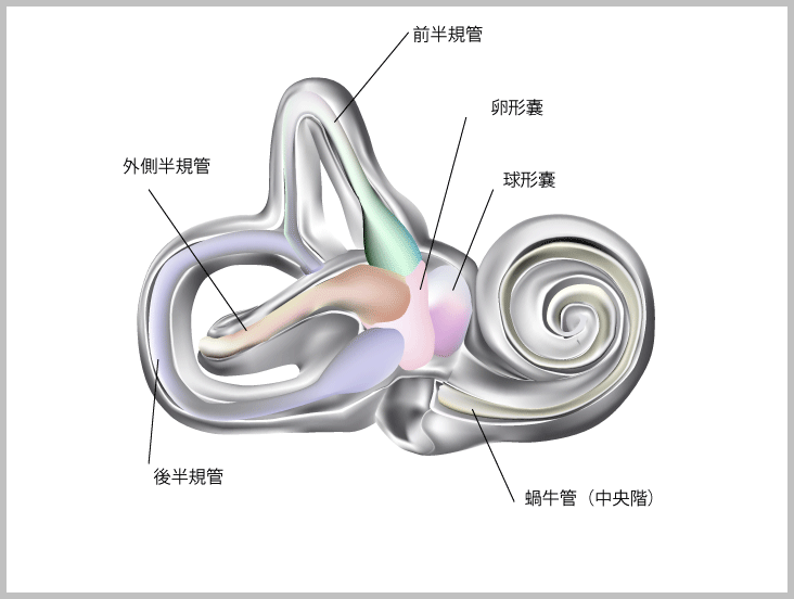 内耳の構造〜骨迷路と膜迷路〜_e0084756_16293767.gif