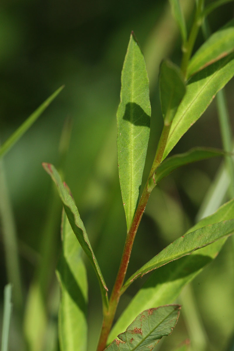 ヌマトラノオ Lysimachia fortunei_f0165160_2149598.jpg