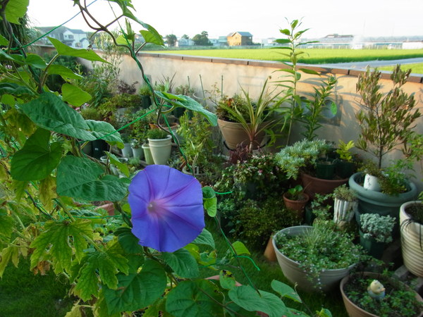 b0194267_20115471.jpg