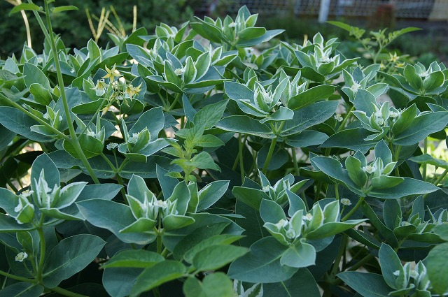 ユーフォルビア 初雪草 猩々草 風の通る庭