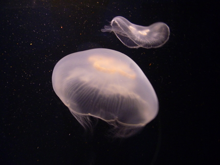 水族館へ行って来た。_a0126285_177343.jpg