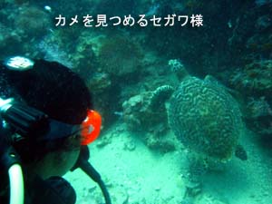 お魚ぐっちゃりダイビング_f0144385_23678.jpg