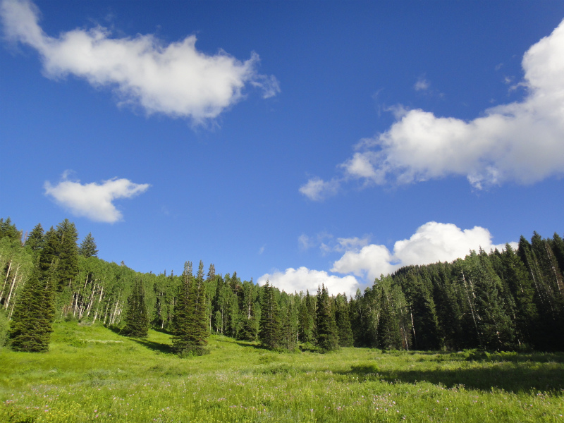 2011/08/01 アメリカ・トリップ Salt Lake City & Mill Creek Canyon_b0220886_15513728.jpg