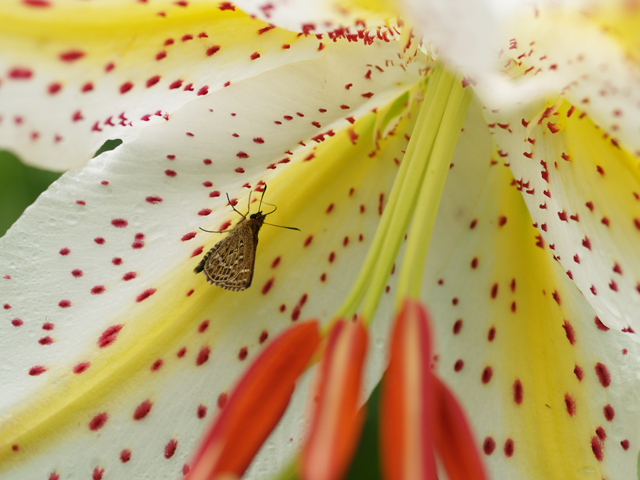 ホシチャバネセセリの吸蜜　＊＊＊３種の花で＊＊＊_b0053192_144192.jpg