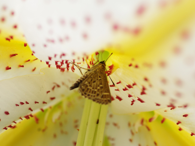 ホシチャバネセセリの吸蜜　＊＊＊３種の花で＊＊＊_b0053192_14435069.jpg