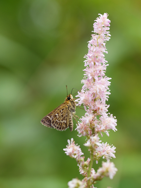 ホシチャバネセセリの吸蜜　＊＊＊３種の花で＊＊＊_b0053192_14485713.jpg