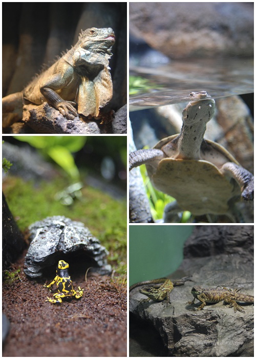 大人も子供も夢中　：　サンシャイン国際水族館 リニューアルオープン　内覧会_d0114093_229836.jpg