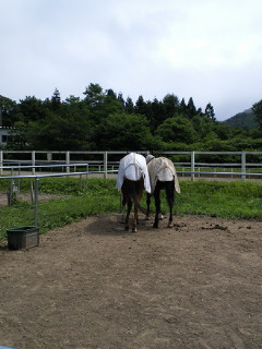 こしょこしょ_a0134394_925384.jpg