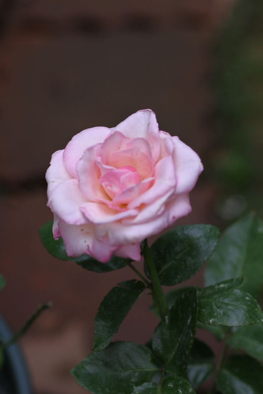 d0248502_8595659.jpg
