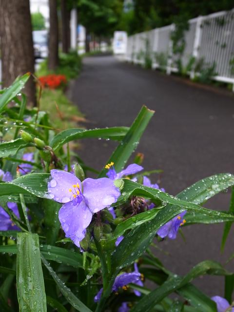 雨上がりの散歩_f0033205_224533.jpg