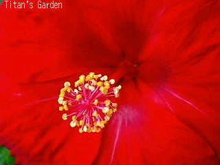 Hibiscus × rosa-sinensis \'Volcano\'_b0099813_2143368.jpg