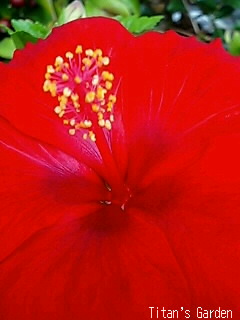 Hibiscus × rosa-sinensis \'Volcano\'_b0099813_2143383.jpg