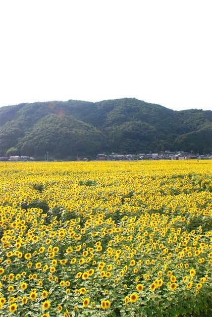 c0116714_1294186.jpg