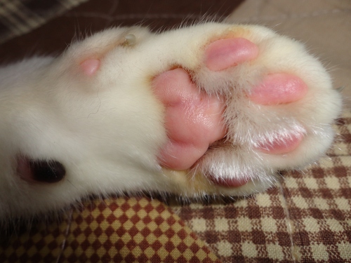 暑中お見舞いもうしあげますｍ（＾＾）ｍ_a0169219_182774.jpg