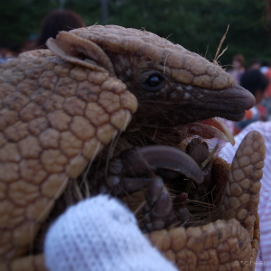 白鳥神社 夏越祭_e0171120_2384189.jpg