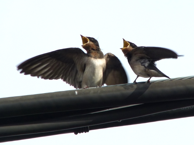 2011年8月5日　　やっと早朝になって巣立ちました　鳩も見守ります　（８/３撮影）　inTokyo_d0129921_0202081.jpg