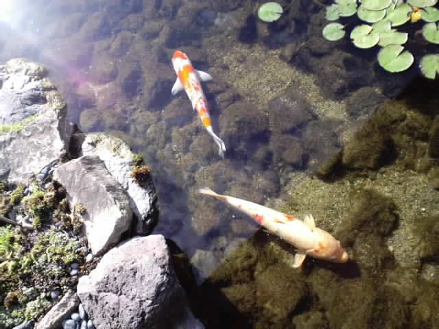 ８月６日は旧暦七夕、白鳥庭園『観蓮会』へ_e0209927_21331869.jpg