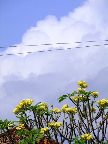 「バリ島2011 いろーんなバリの街」_a0000029_017682.jpg