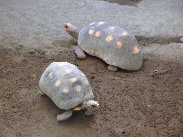 子はかすがい?_a0179837_18123139.jpg