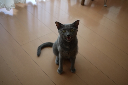 猫のお友だち 銀くん編。_a0143140_20152743.jpg
