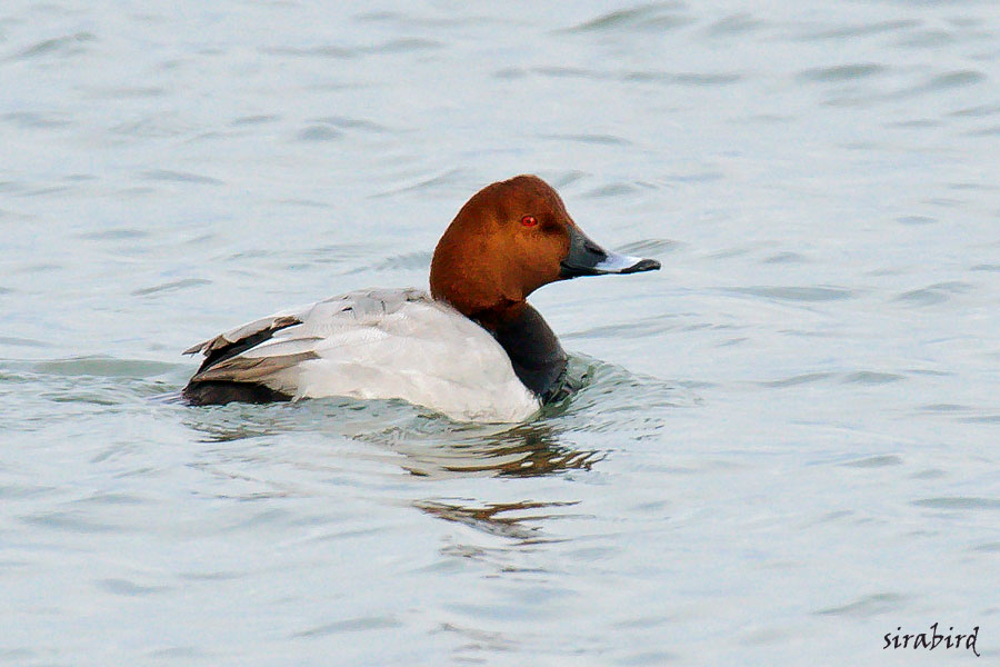 ホシハジロ（冬鳥　星羽白、全長約45㎝）_d0238245_23561411.jpg