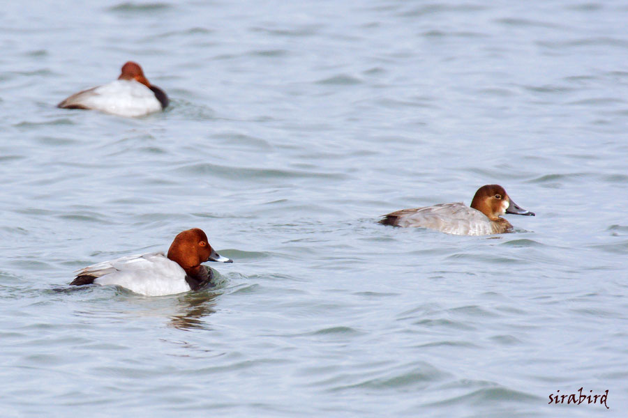 ホシハジロ（冬鳥　星羽白、全長約45㎝）_d0238245_2356583.jpg