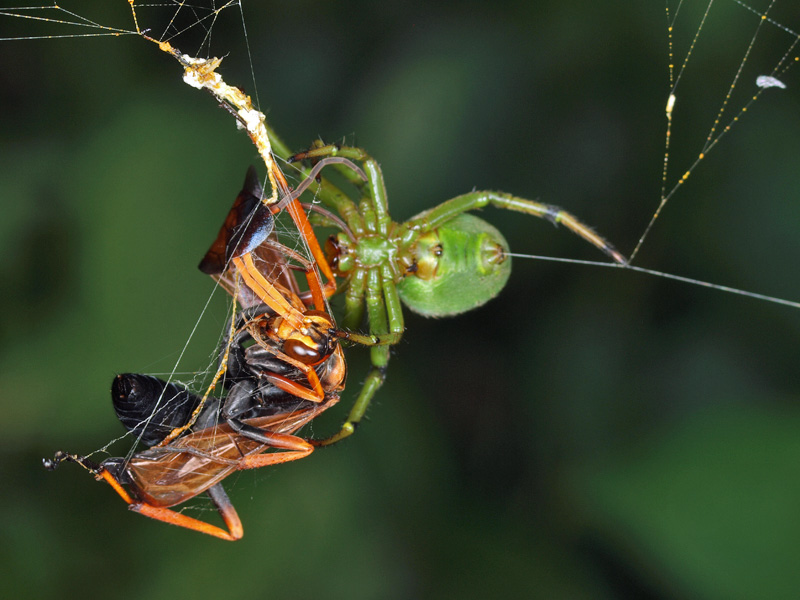 キバネオオベッコウ ４２３７ 小さき者たちの世界