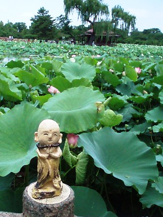 地蔵寺の古代蓮』三豊(香川県)の旅行記・ブログ by
