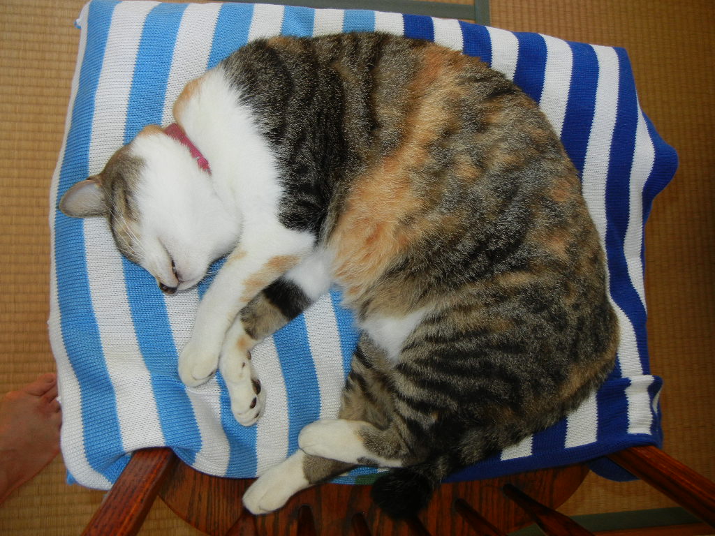 2011年8月5日(金)ママも心ちゃんも快復!_f0060461_11405094.jpg