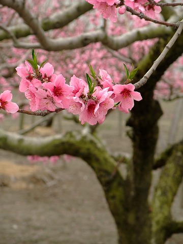 山梨の桜_e0045768_22263579.jpg