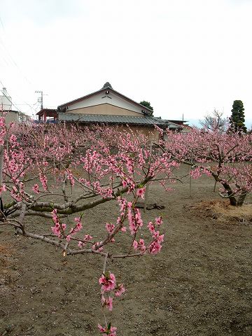 山梨の桜_e0045768_2226985.jpg