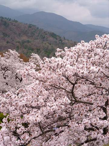 山梨の桜_e0045768_22304879.jpg