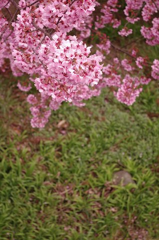 山梨の桜_e0045768_22311039.jpg