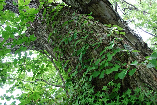 b0176770_97791.jpg