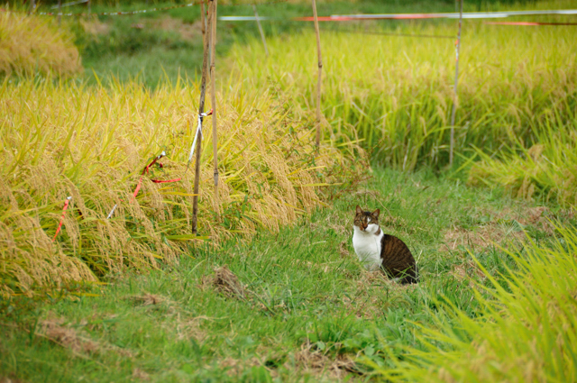 続・里山の彩り_b0183370_20413289.jpg