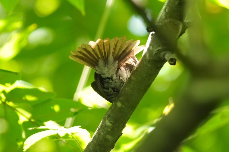 サンコウチョウ幼鳥_f0053272_11274269.jpg